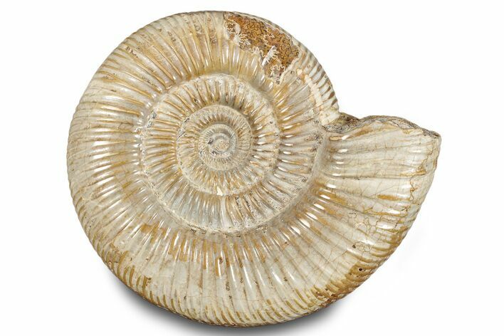 Polished Jurassic Ammonite (Perisphinctes) - Madagascar #283211